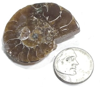 16.1 Large Fossilized Ammonite