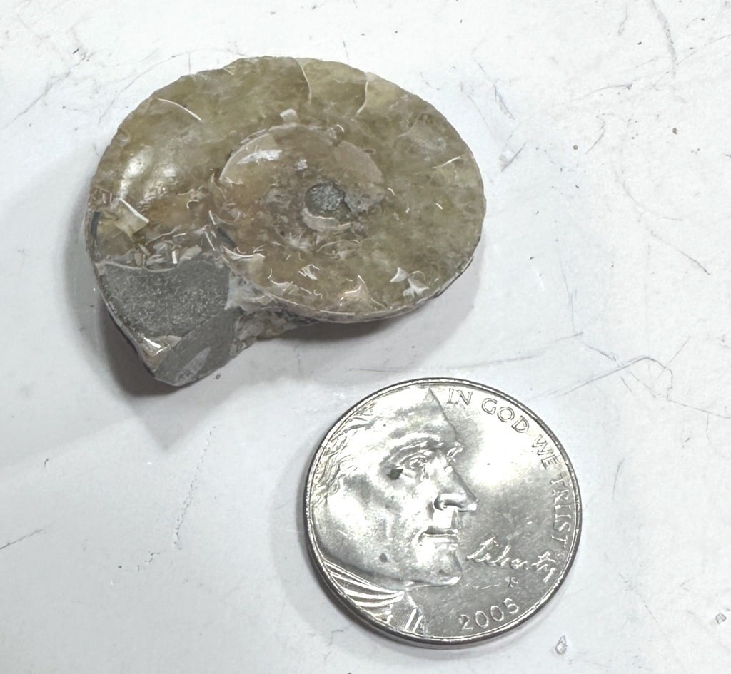 9.8 gram Natural Ammonite Fossil: Item is the exact item in the image - Please review the terms and conditions prior to placing any bids -