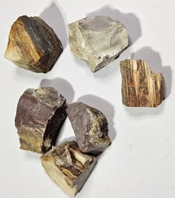 Lot of Natural Fossilized Petrified Wood