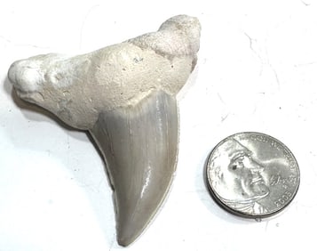 19.6 High Quality Shark Tooth Fossil