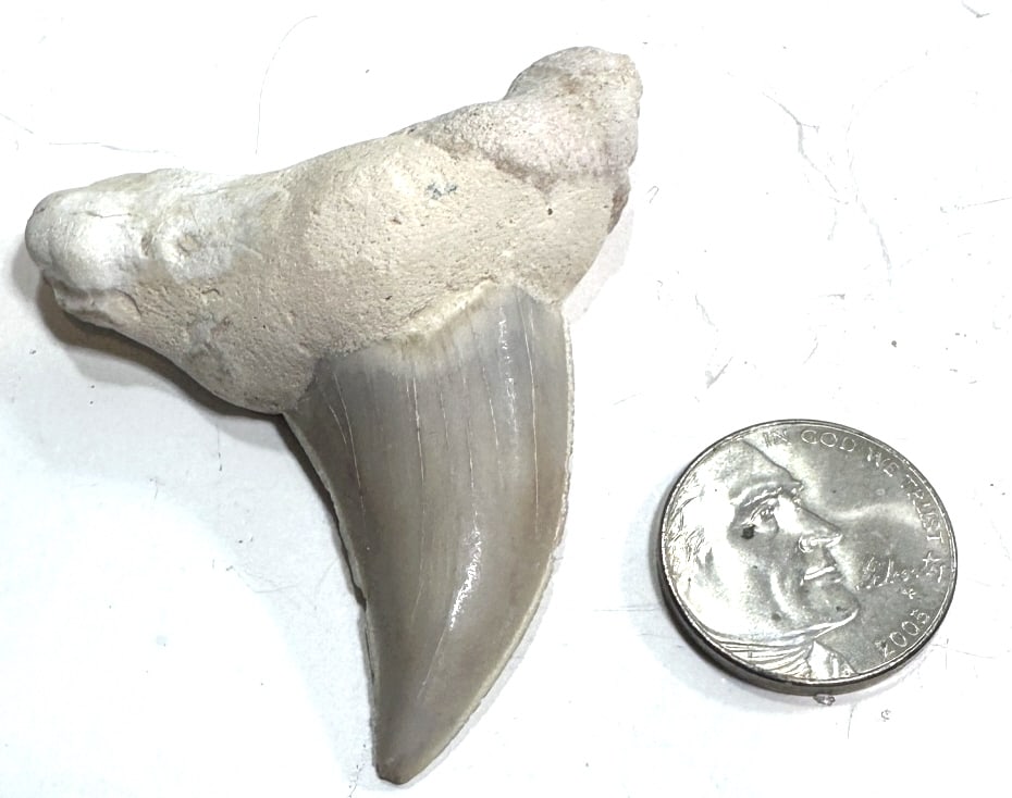 19.6 High Quality Shark Tooth Fossil: Item is the exact item in the image - Please review the terms and conditions prior to placing any bids -