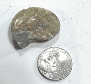 9.8 gram Natural Ammonite Fossil