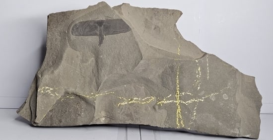 Large Hard Rock Sea Scorpion Fossil In Matrix