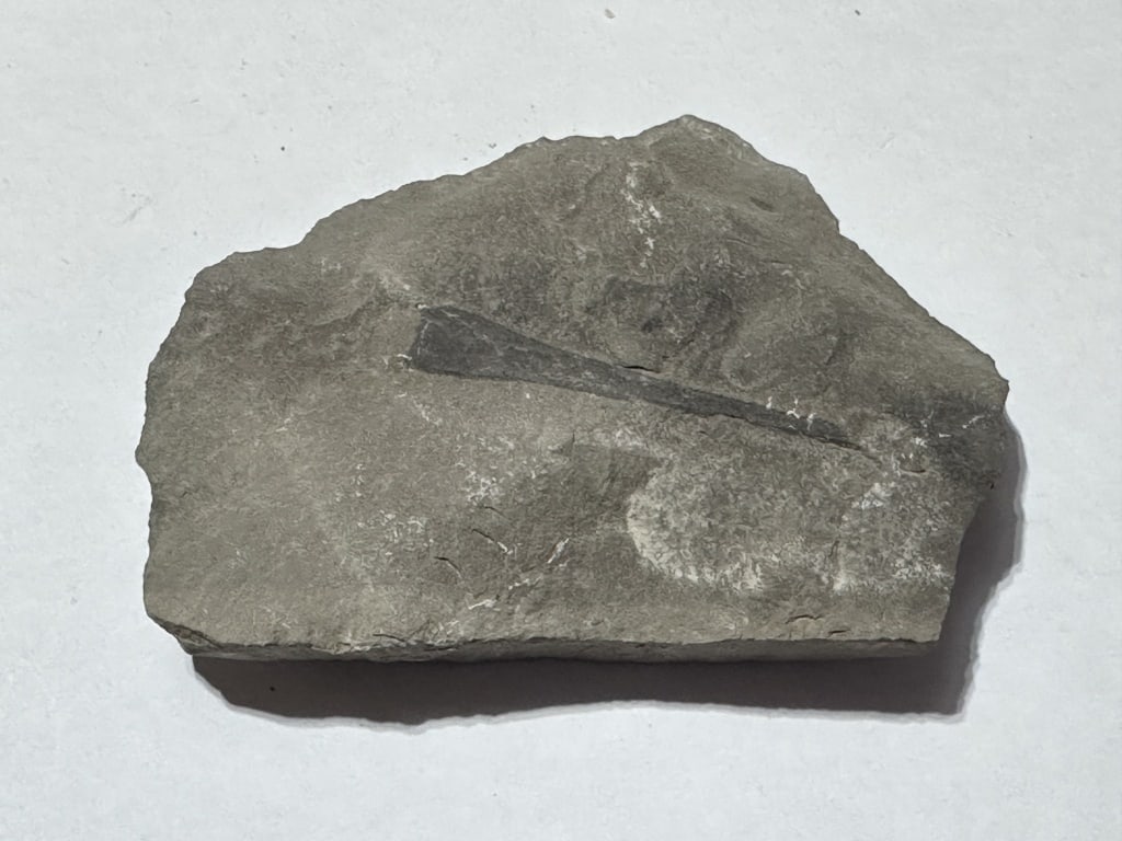 123.38 Gram Double Sided Sea Scorpion Fossil: Items are the exact items in the image - Please review the entire terms and conditions prior to placing any bids - Any bid is an agreement to all terms and conditions -