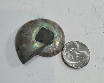 15.5 gram Natural OPALIZED Ammonite Fossil