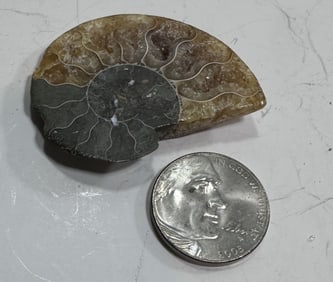8.7 gram Quality Ammonite Fossil