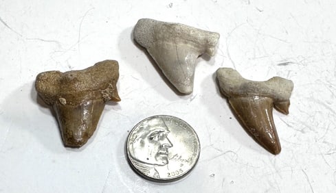 12.9 TGW Natural Fossilized Shark Teeth