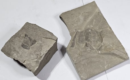 (2) Sea Scorpion Fossils in Hard Rock Matrix