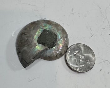 15.5 gram Natural OPALIZED Ammonite Fossil