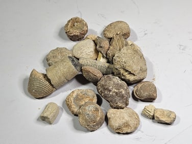 85.76 gram Natural Ancient Fossils