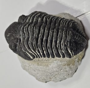Detailed Natural Trilobite Fossil - Enhanced