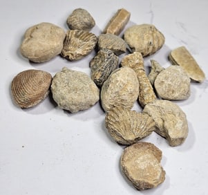 77.93 grams Natural Ancient Fossils