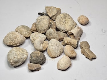 94.48 gram Natural Ancient Fossils