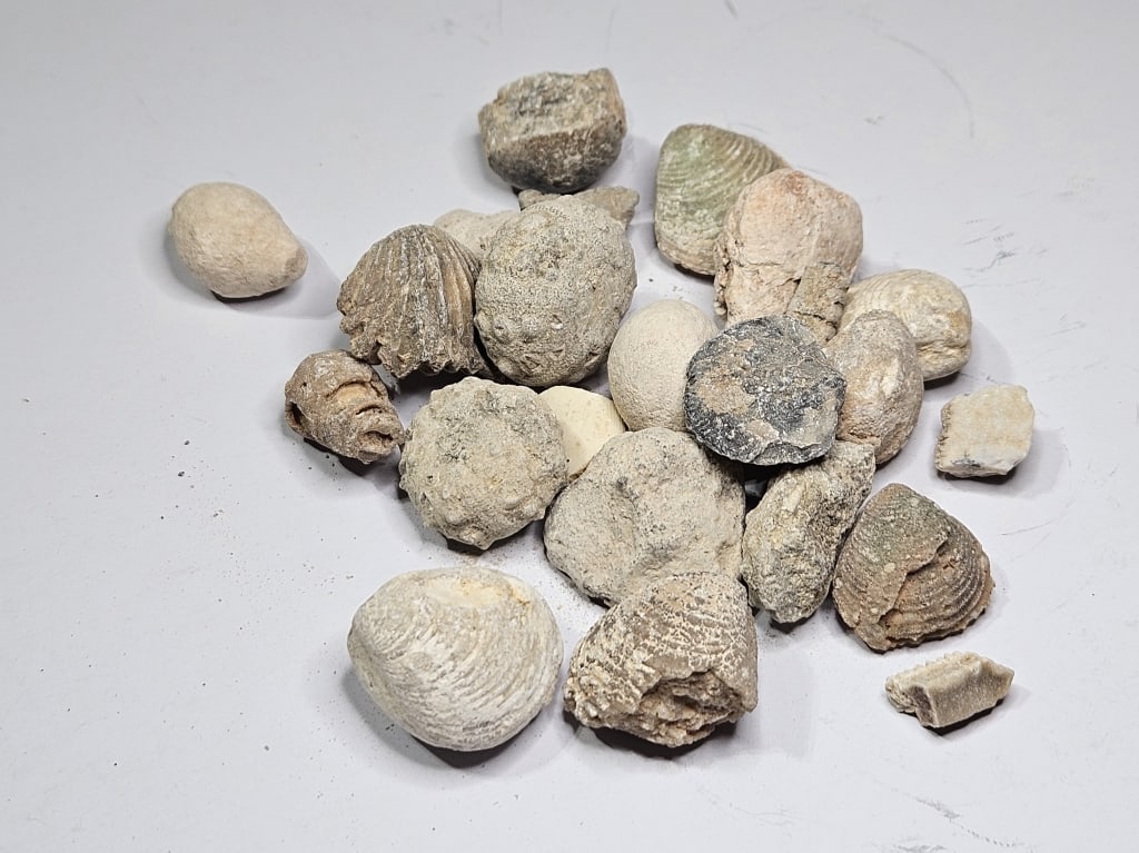 96.52 gram Natural Ancient Fossils: Item is the exact item in the image- Bidder is responsible for all value and grade determination- Please review all terms and conditions prior to placing any bids - All bids are an agreement to