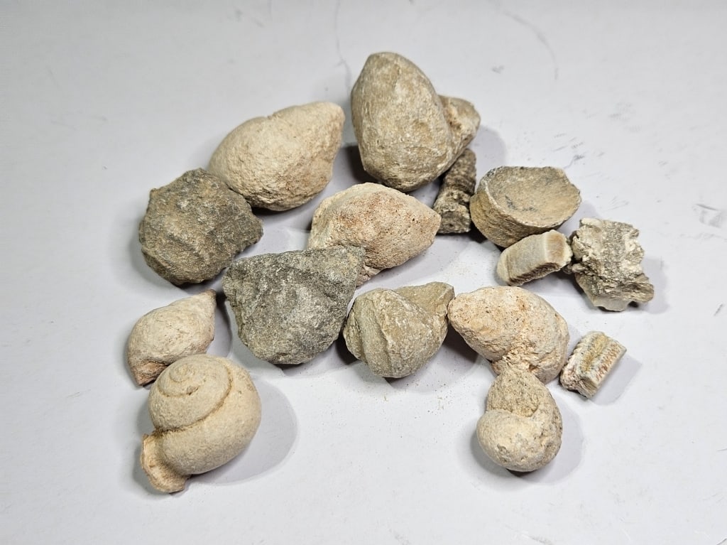 90.72 gram Natural Ancient Fossils (1 of 2)