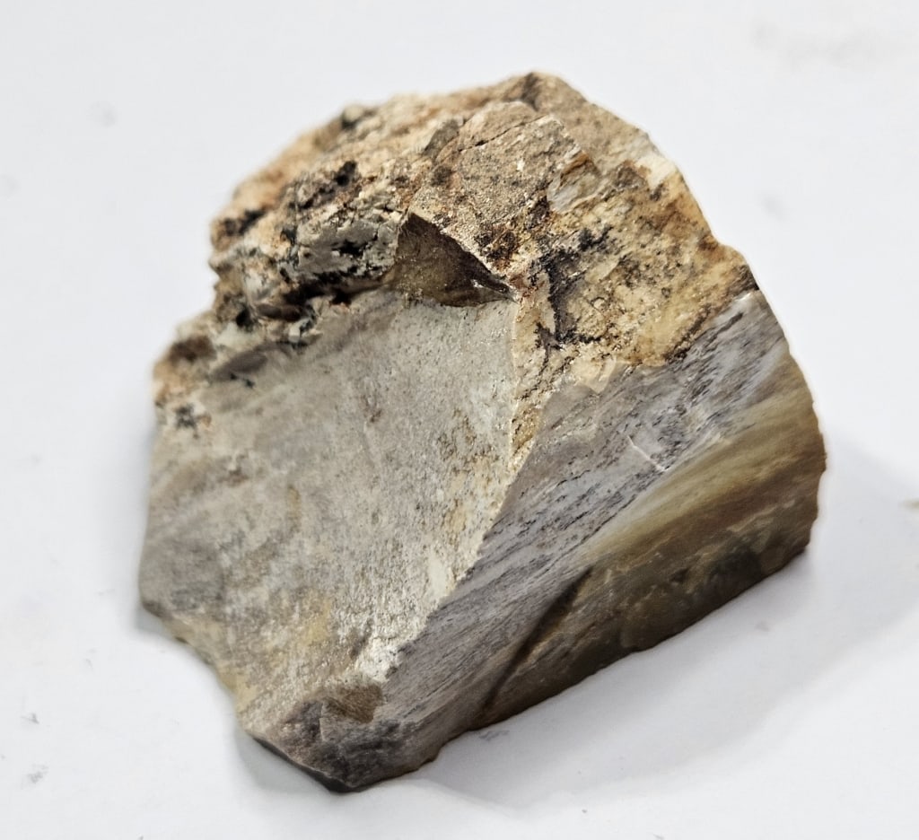 23.91 gram Natural Petrified Wood Chunk: Item is the exact item in the image - Bidder is responsible for all value grade determination - Please review all terms and conditins prior to placing any bids- All sales are final and all