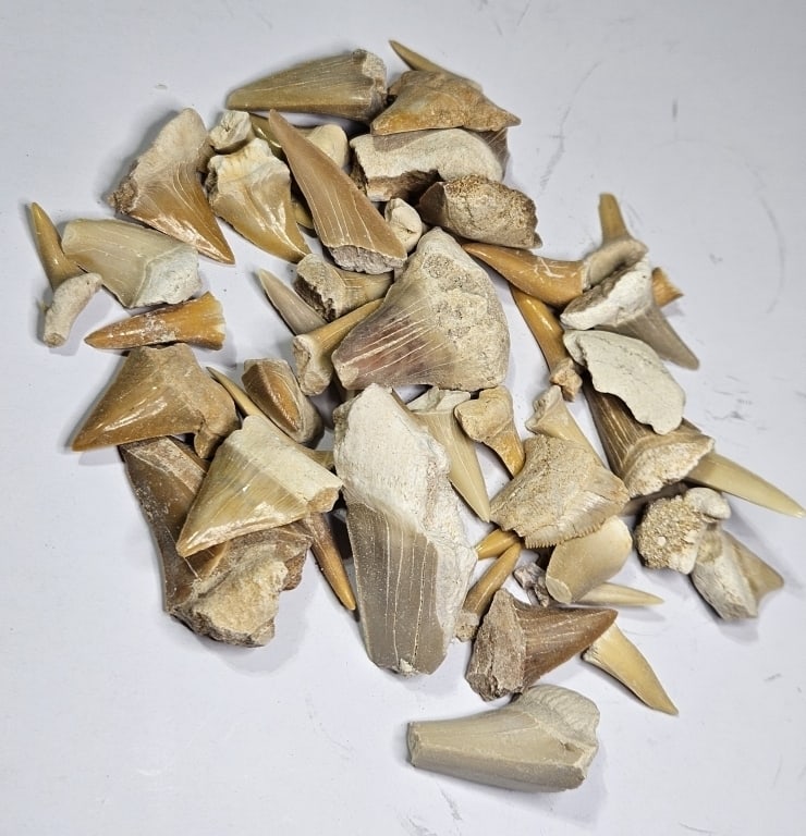 87.82 grams Natural Fossilized Sharks Teeth: Item is the exact item in the image- Bidder is responsible for all value and grade determination- Please review all terms and conditions prior to placing any bids - All bids are an