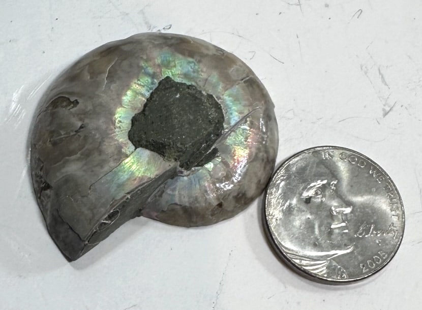 15.5 gram Natural OPALIZED Ammonite Fossil: Item is the exact item in the image - Please review the terms and conditions prior to placing any bids -