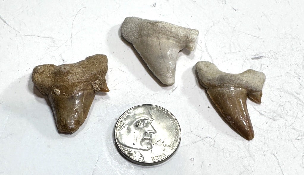 12.9 TGW Natural Fossilized Shark Teeth (1 of 2)