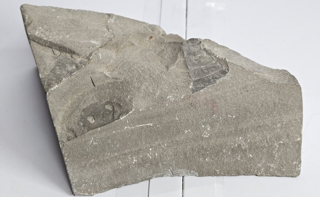 Hard Rock Sea Scorpion Fossil in Matrix (1 of 6)