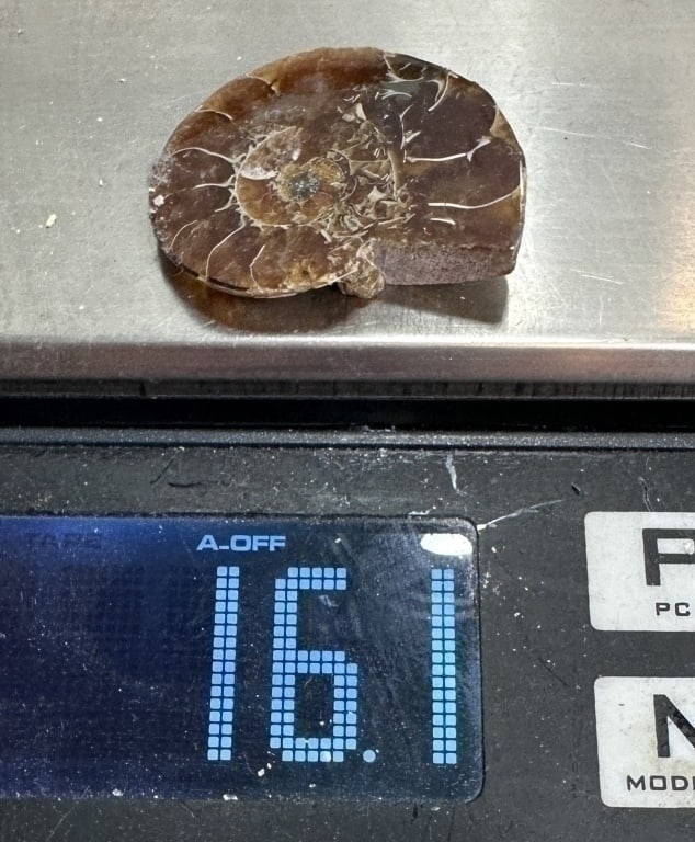 16.1 Large Fossilized Ammonite - 2