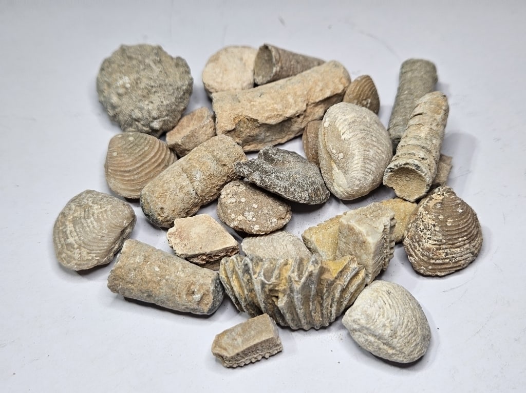98.90 grams Natural Ancient Fossils: Item is the exact item in the image- Bidder is responsible for all value and grade determination- Please review all terms and conditions prior to placing any bids - All bids are an