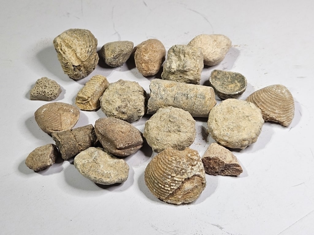 101.68 gram Natural Ancient Fossils: Item is the exact item in the image- Bidder is responsible for all value and grade determination- Please review all terms and conditions prior to placing any bids - All bids are an