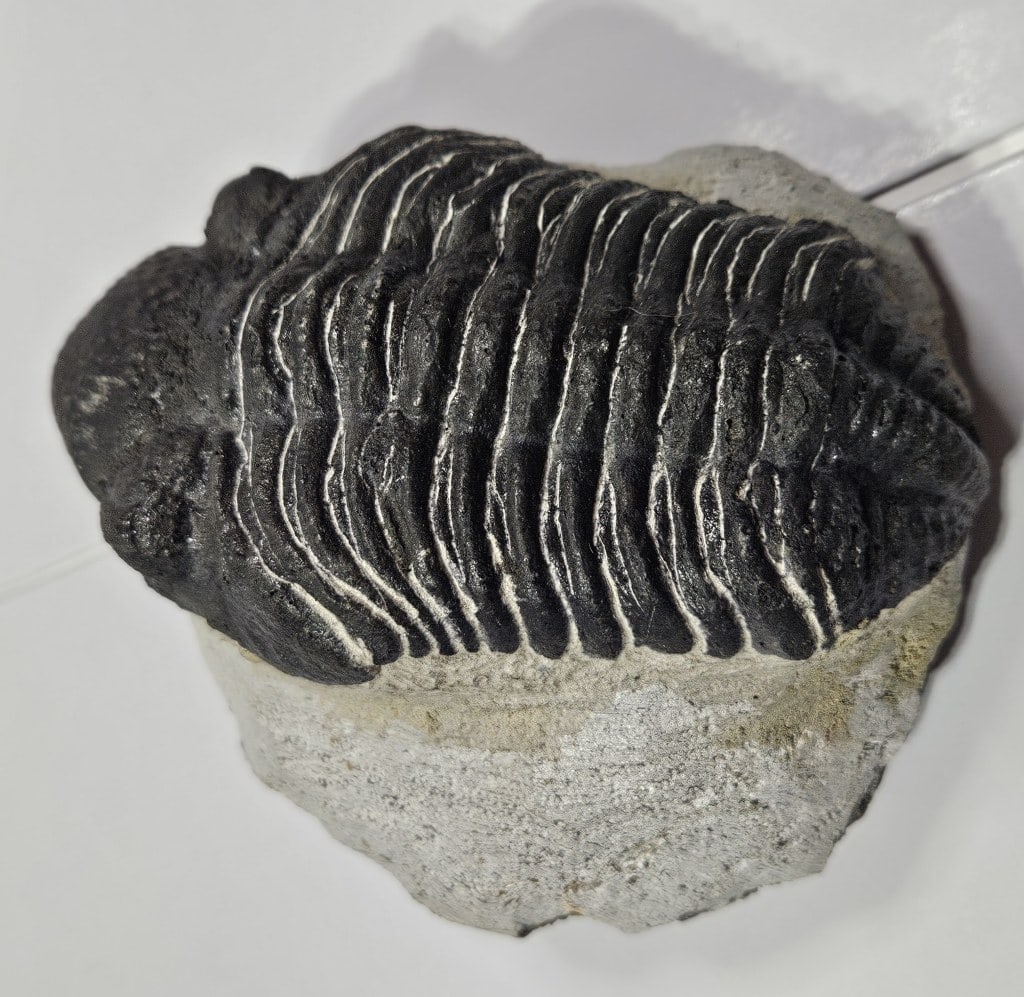Detailed Natural Trilobite Fossil - Enhanced: Items are the exact items in the image - Please refer to the terms and conditions prior to placing any bids- Any bid is an agreement to pay and terms apply -