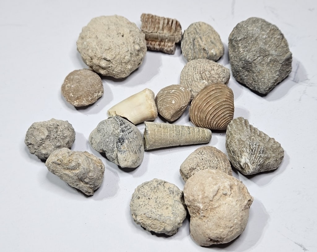 90.65 grams Natural Ancient Fossils: Item is the exact item in the image- Bidder is responsible for all value and grade determination- Please review all terms and conditions prior to placing any bids - All bids are an