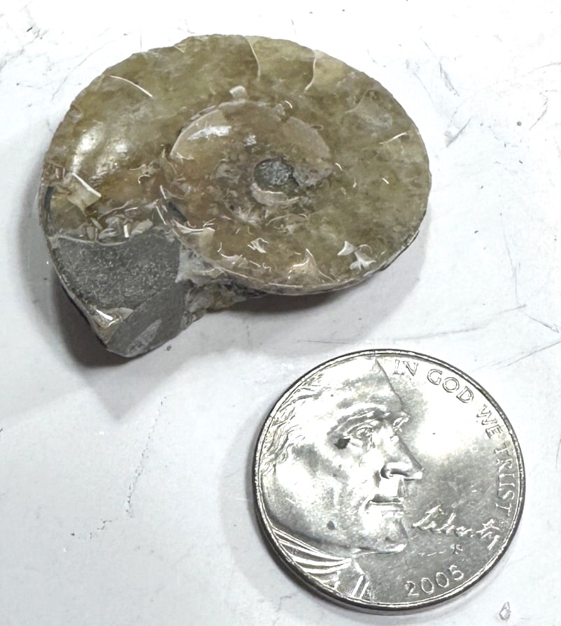 9.8 gram Natural Ammonite Fossil: Item is the exact item in the image - Please review the terms and conditions prior to placing any bids -