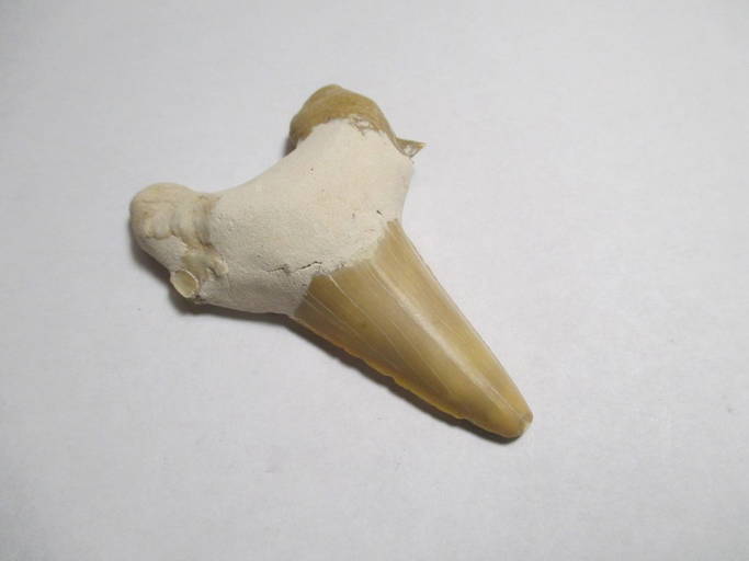 Fossilized Sharks Tooth 3.2 Inch