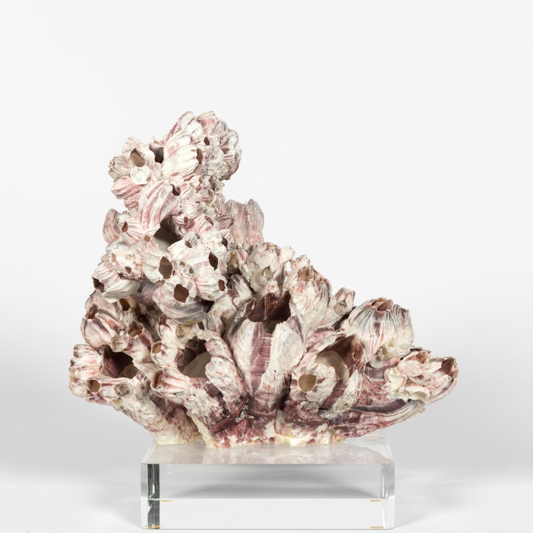 Shell Sculpture on Lucite Base (1 of 2)