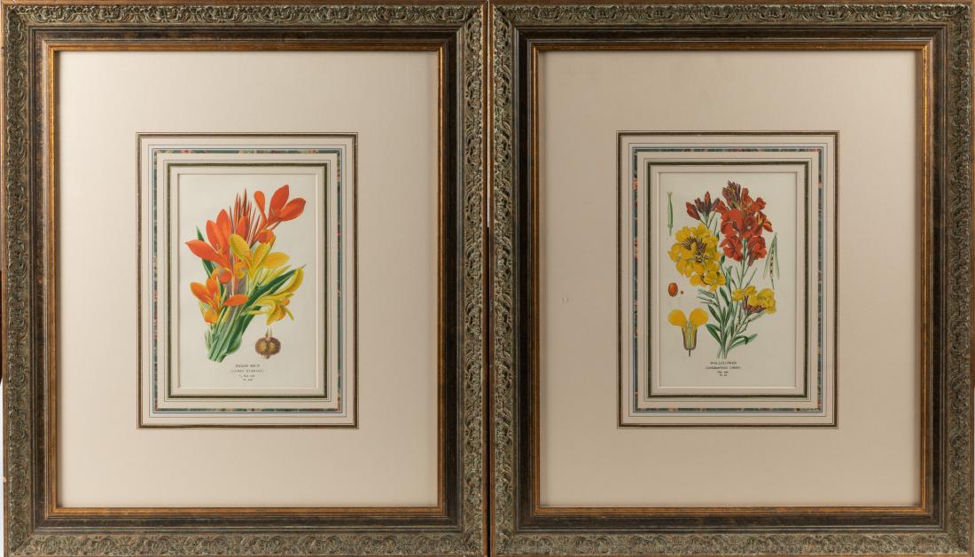 Two Botanical Prints (1 of 3)