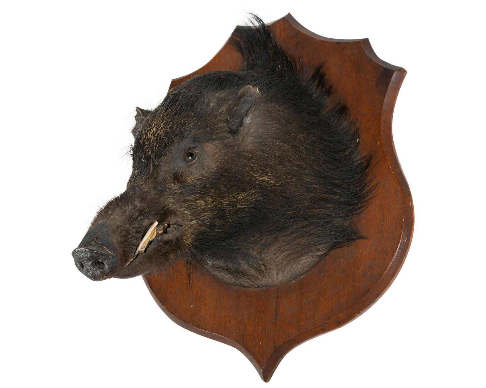 Wild Board Taxidermy Head (1 of 4)