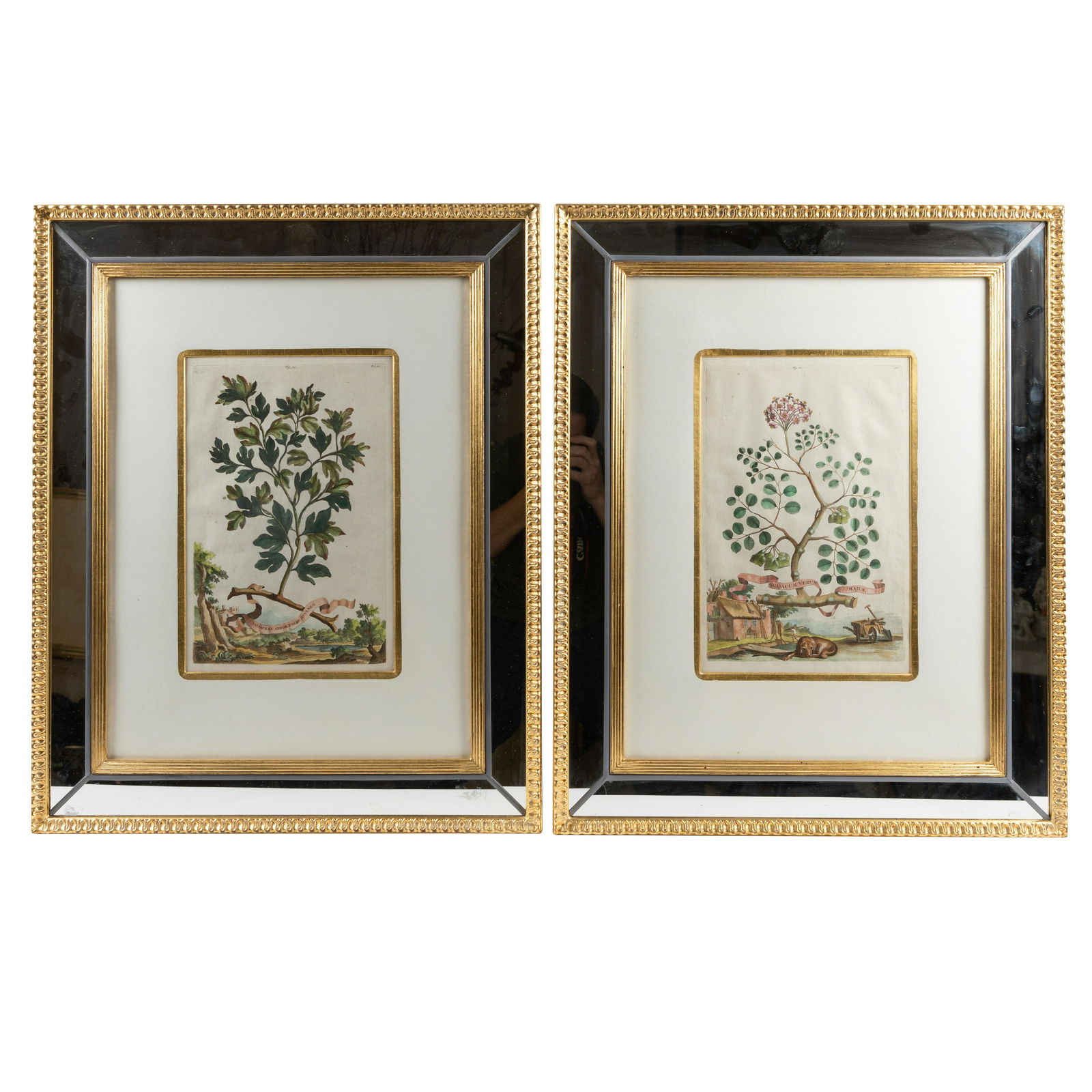 Abraham Munting - Botanical Engraving (1 of 5)