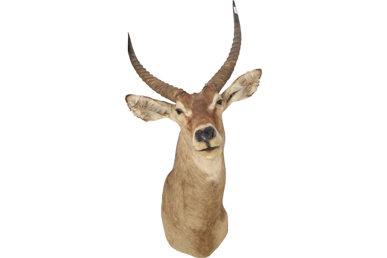 African Eland Head Mount (1 of 4)