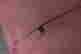 item-131801727=2