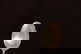 item-170623486=5