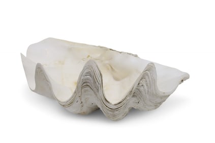 Large Clam Shell