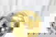 item-208146773=4