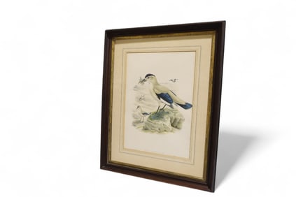 Gould Bird Lithograph
