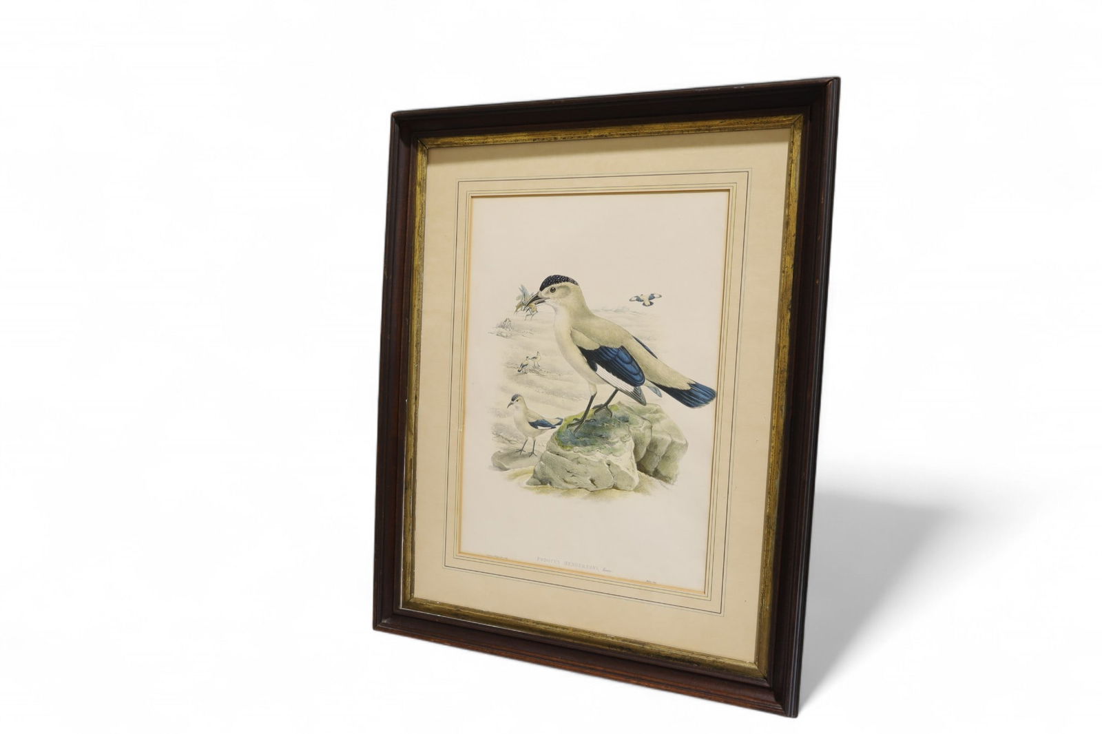 Gould Bird Lithograph (1 of 10)