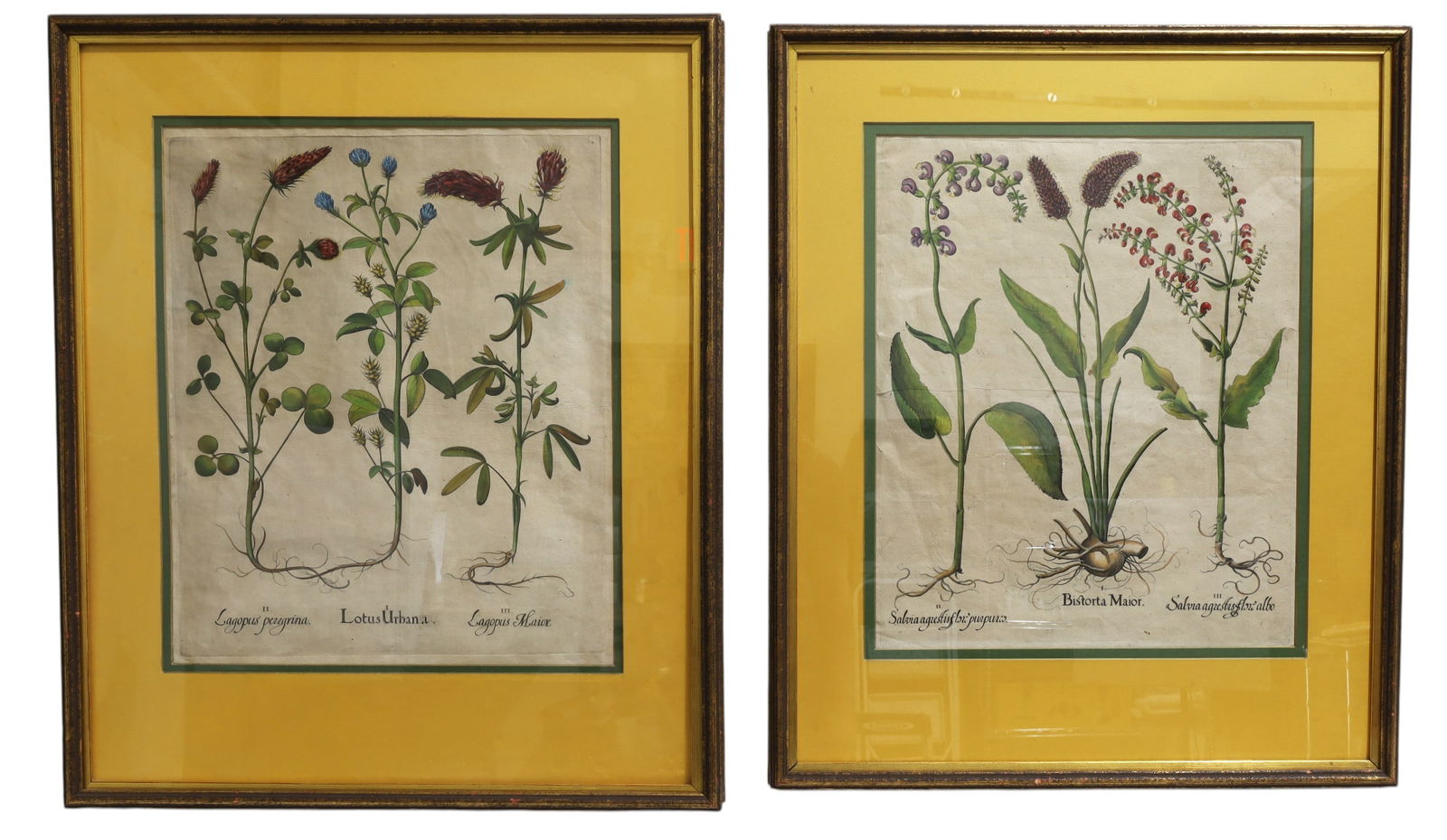 Besszler 17th Century Botanical Engraving - Pair (1 of 10)