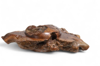 Freeform Burl Root Sculpture