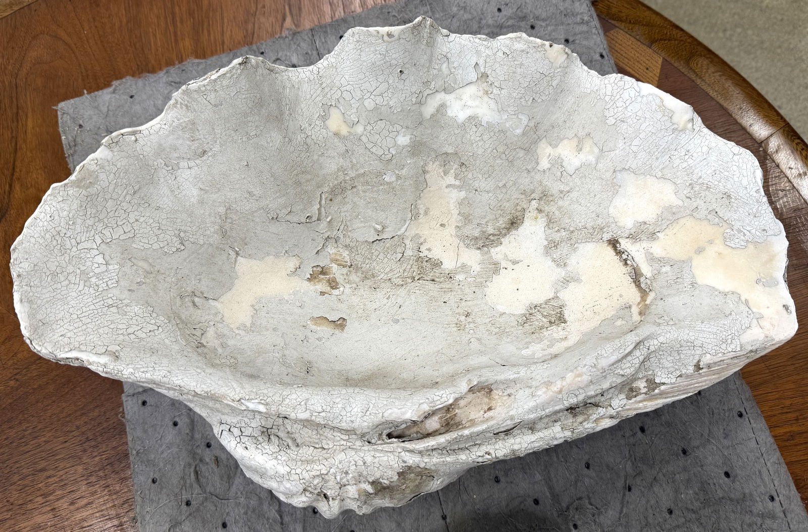 Large Ruffle Edge Clam - 11