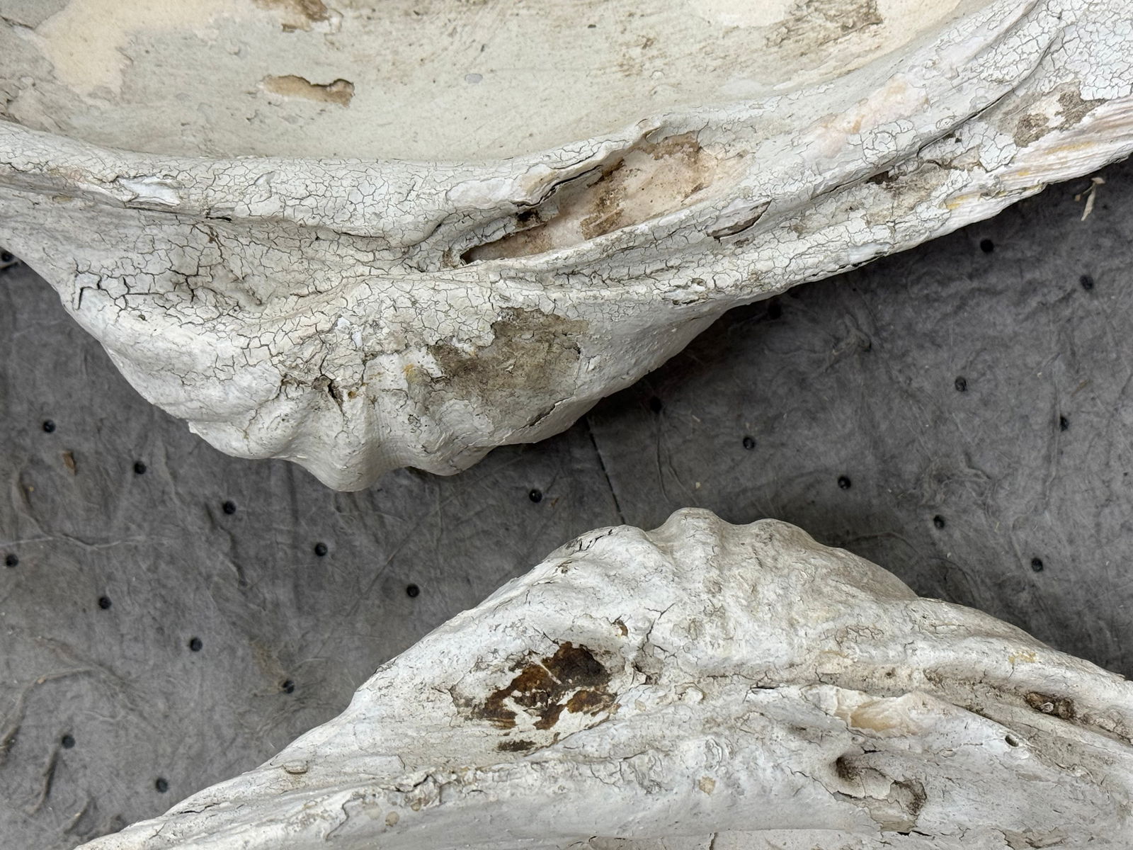 Large Ruffle Edge Clam - 12