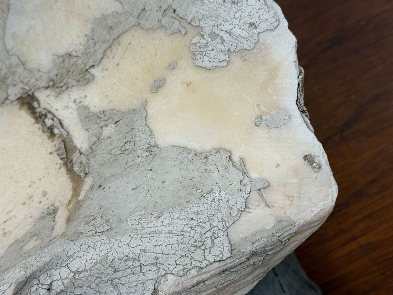 Large Ruffle Edge Clam - 13