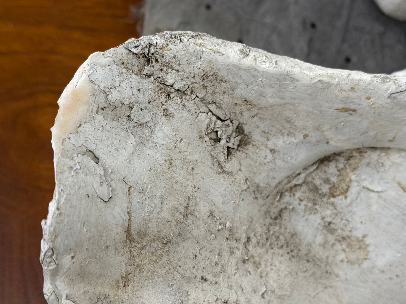 Large Ruffle Edge Clam - 14