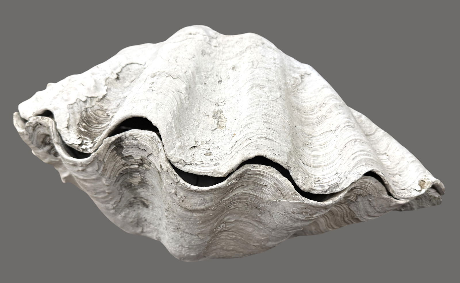 Large Ruffle Edge Clam (1 of 14)