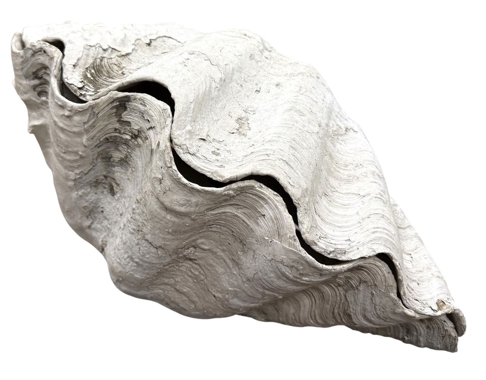 Large Ruffle Edge Clam - 2